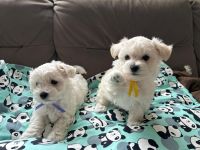 Smufi i Simba - 7 tygodni